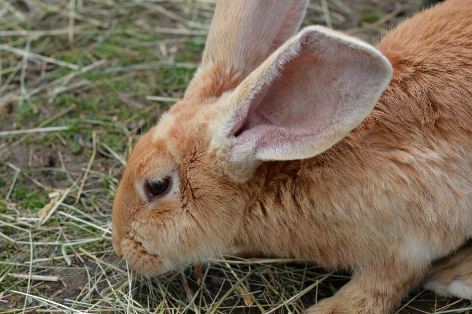 Munchkins long eared brown
