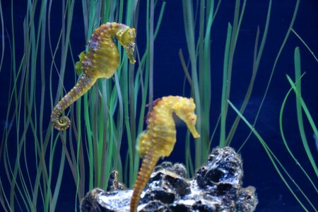Hippocampus aquarium québec