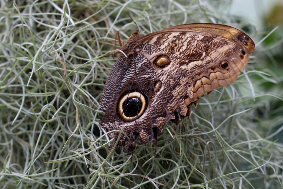 Eye owl butterfly caligo memnon