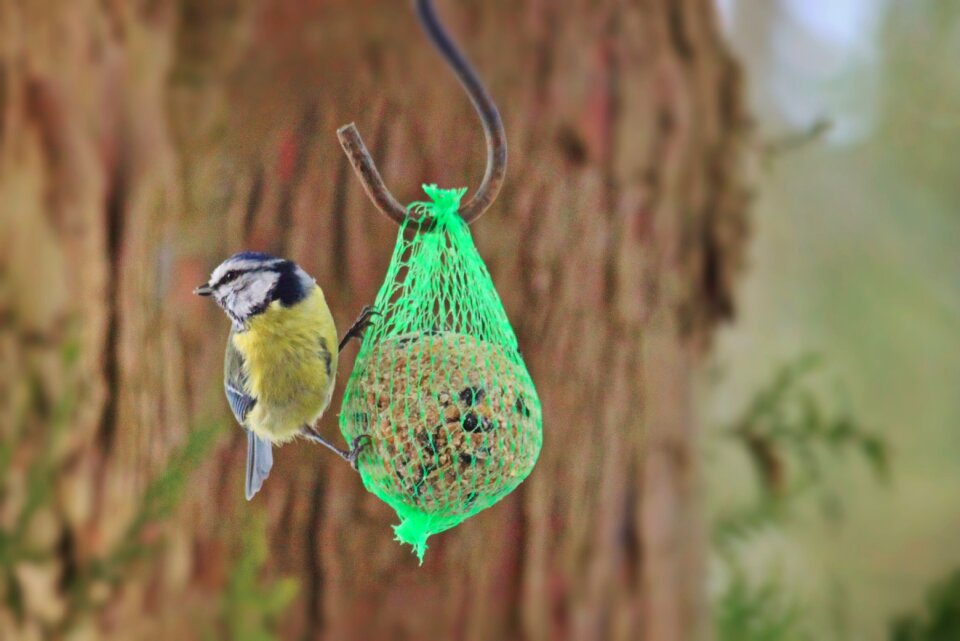 Animal nature small bird