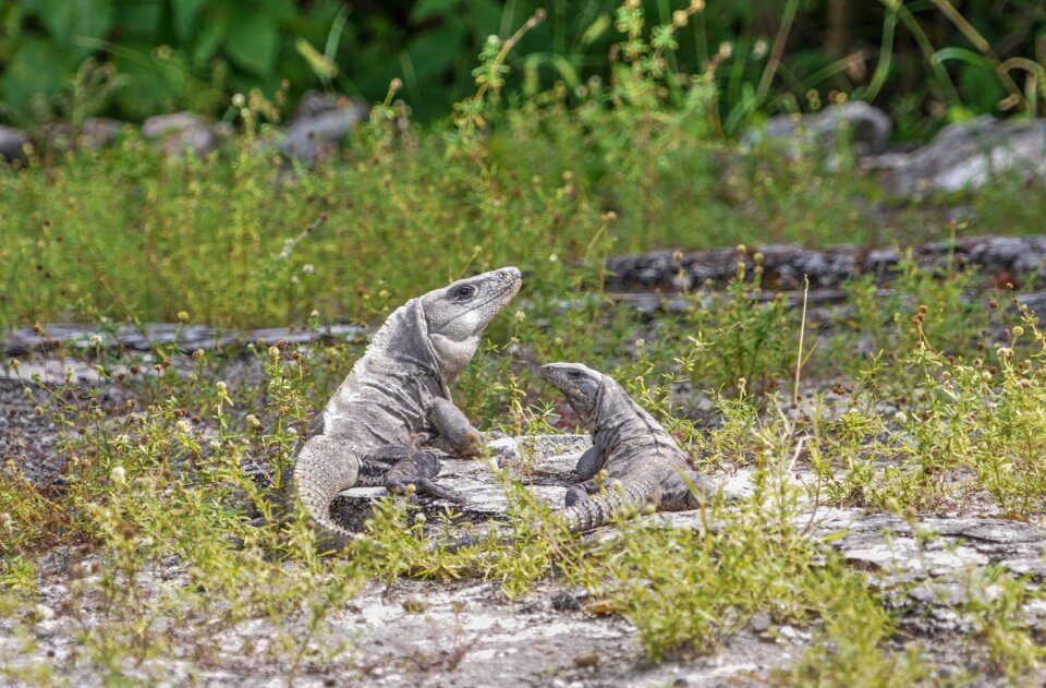 Nature reptile wildlife