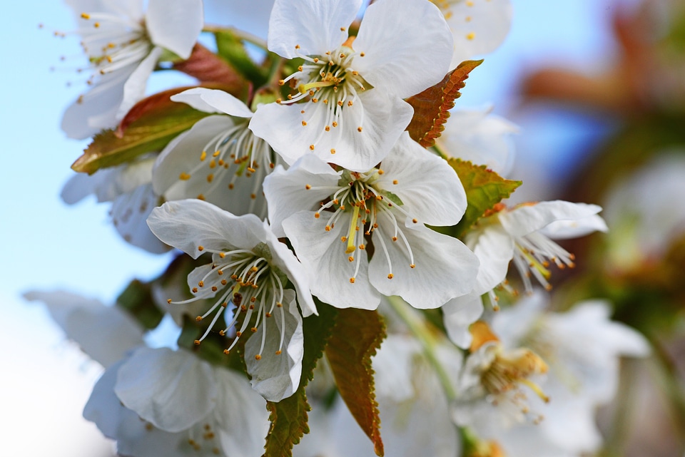 Prunus flower off-white