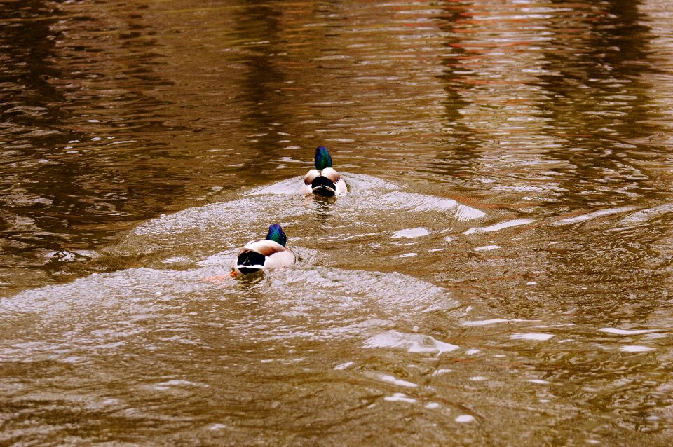 Plumage water feather