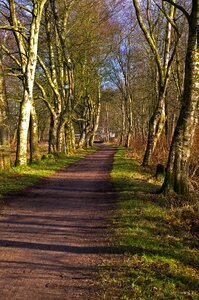 Away trees sunny