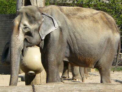 Elephant zoo animals