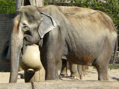 Elephant zoo animals photo