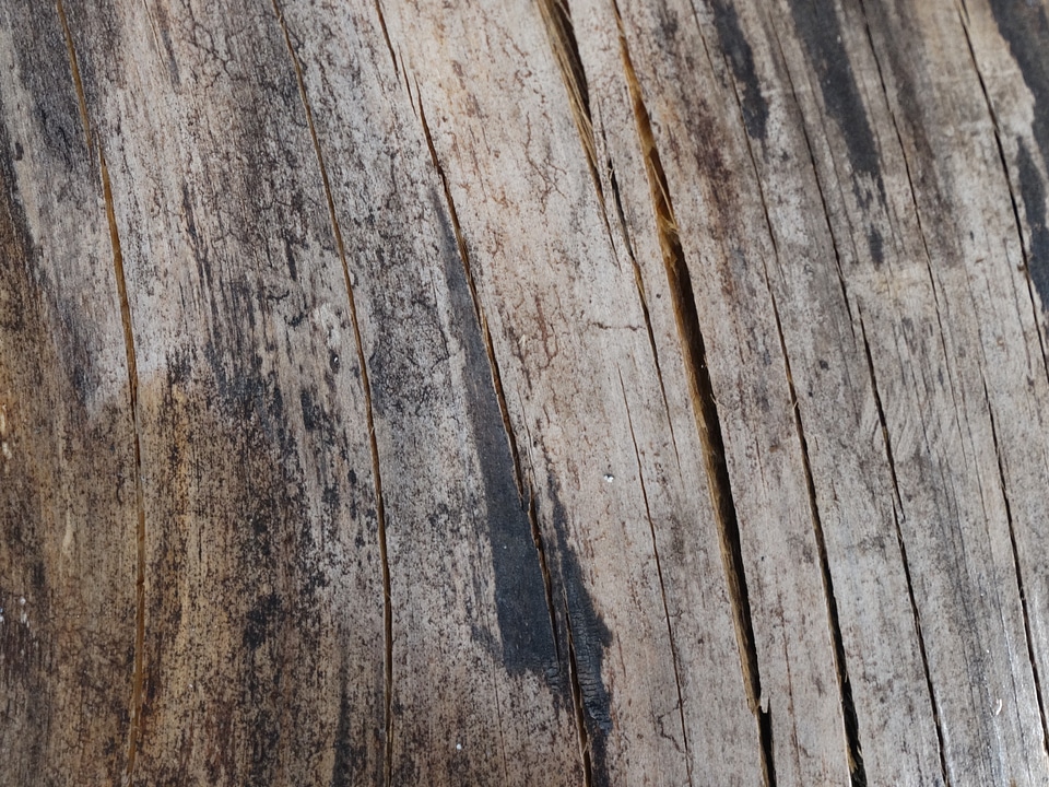 Wood texture nature