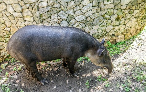 Mammal park creature