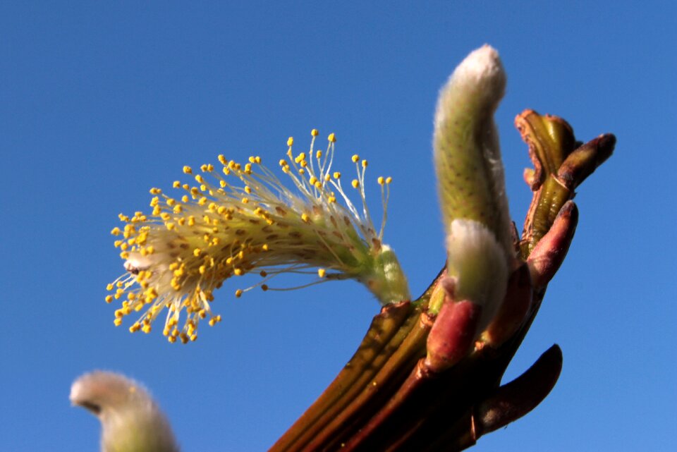 Blossom bloom plant