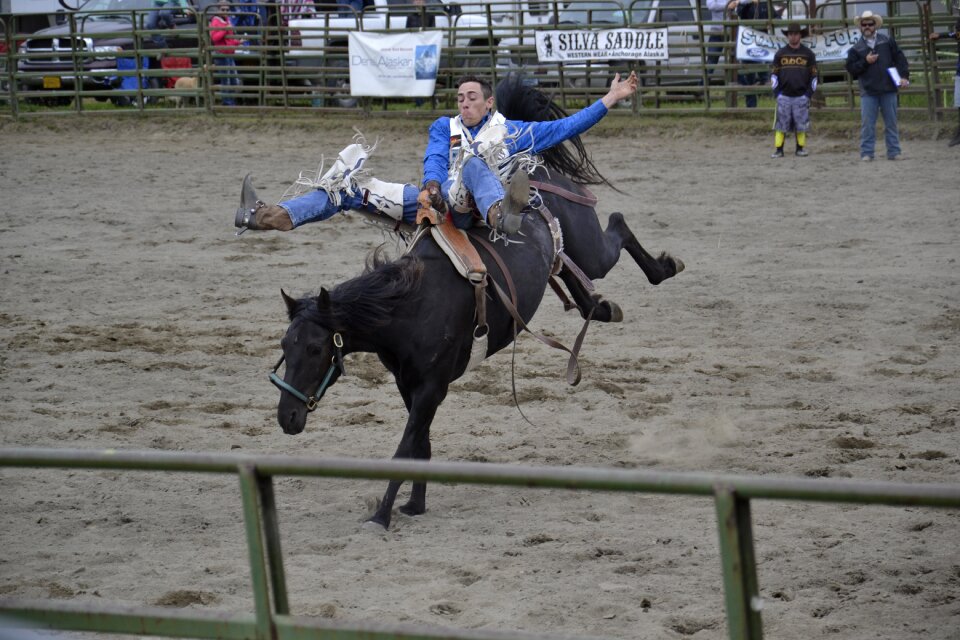 Cowboy equestrian animal