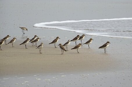Fauna avian beach