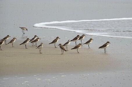 Fauna avian beach photo