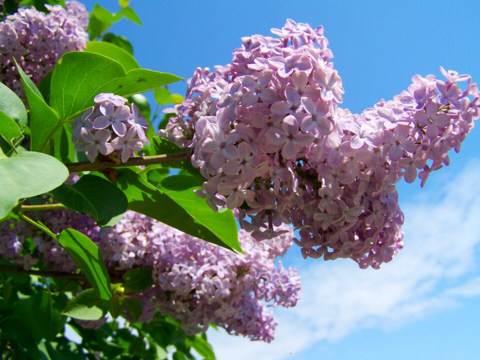 Wild lilac pale purple spring