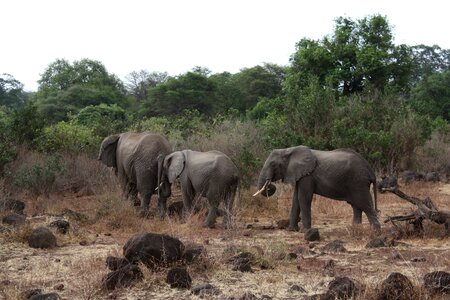 Tanzania safari africa