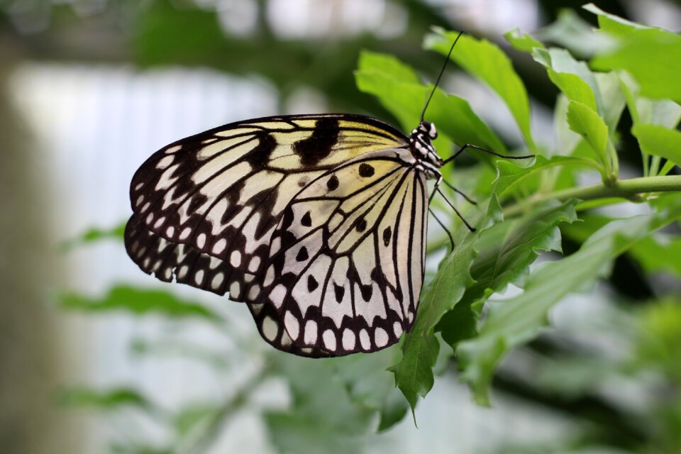 Nature garden white baumnymphe photo