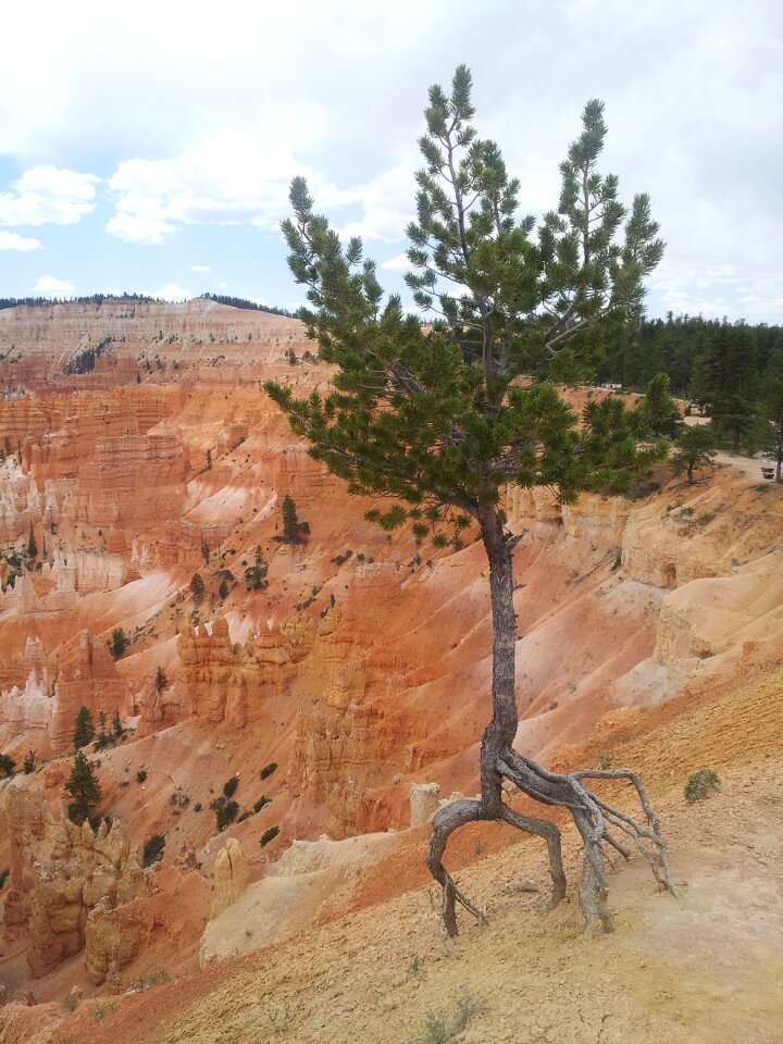 Bryce canyon nature