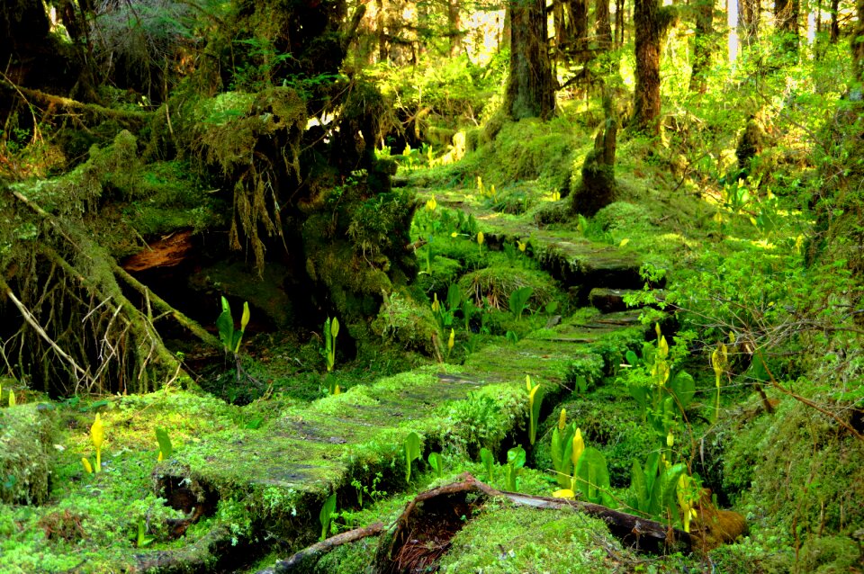 Skunk cabbage woods