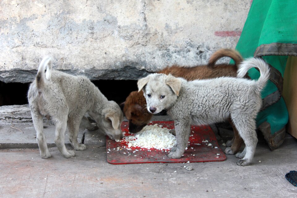 Street eat rice sadly