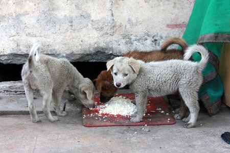 Street eat rice sadly