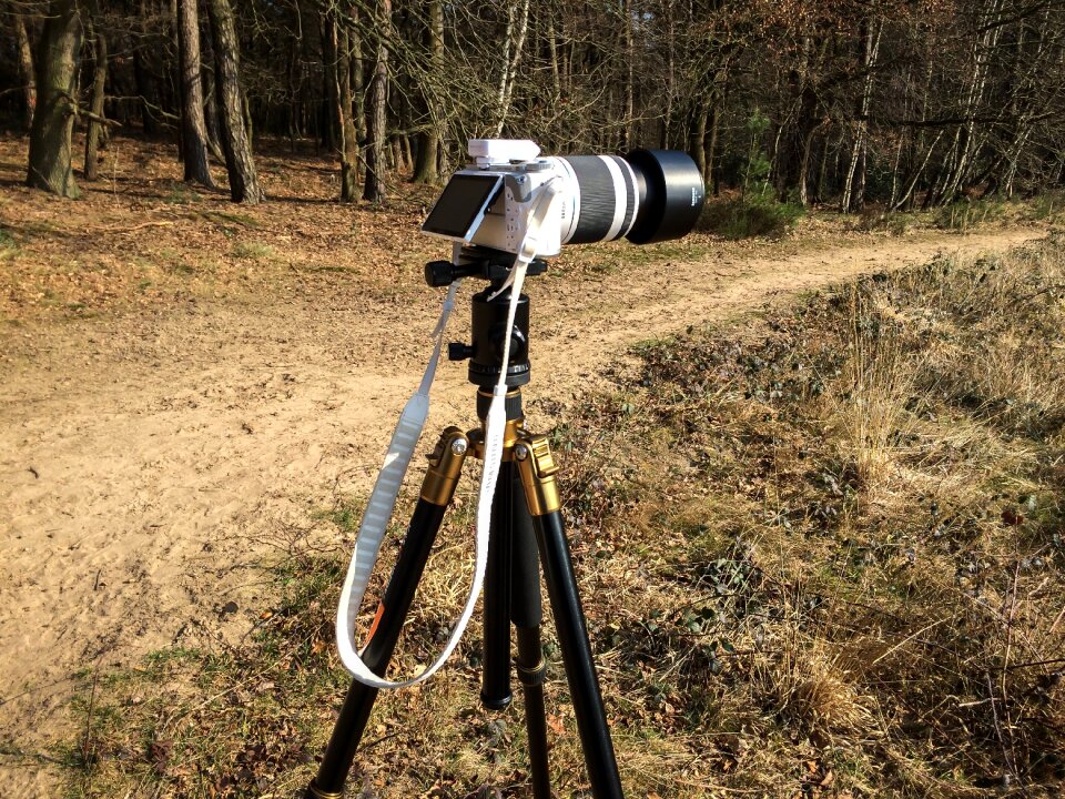 Outdoor telephoto lens forest