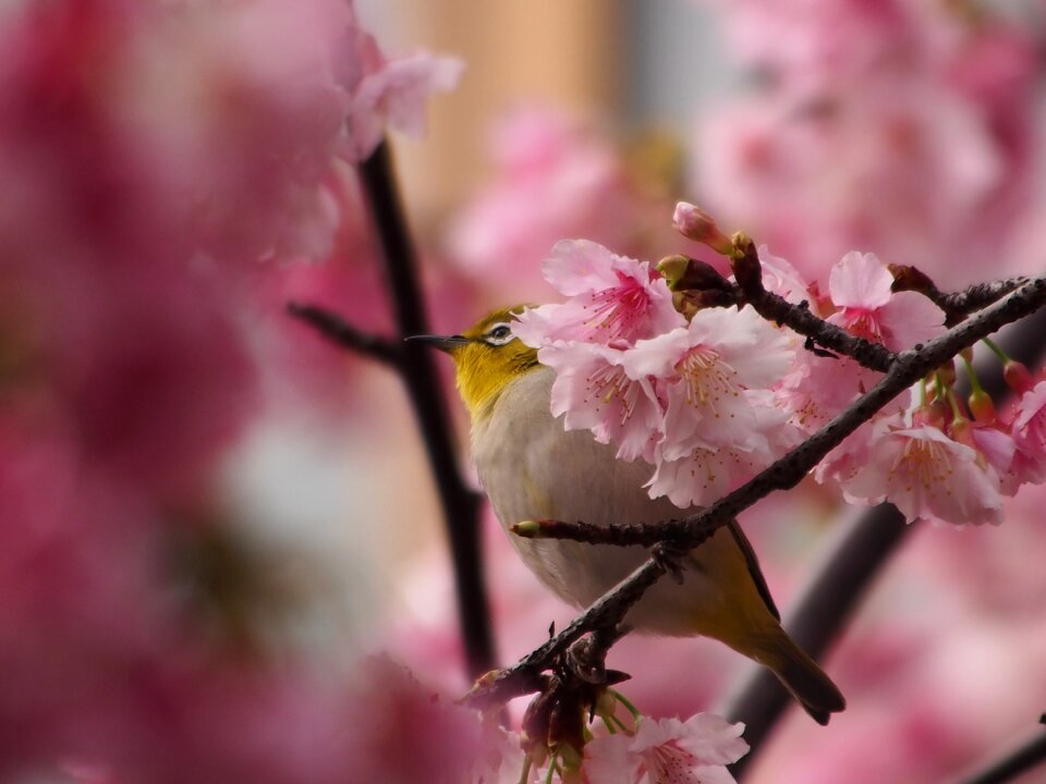 Green embroidered eyes bird fuji sakura
