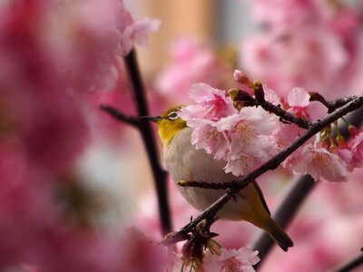 Green embroidered eyes bird fuji sakura