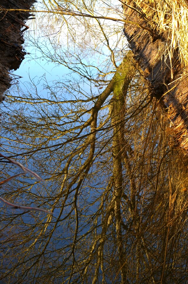 Water landscape forest