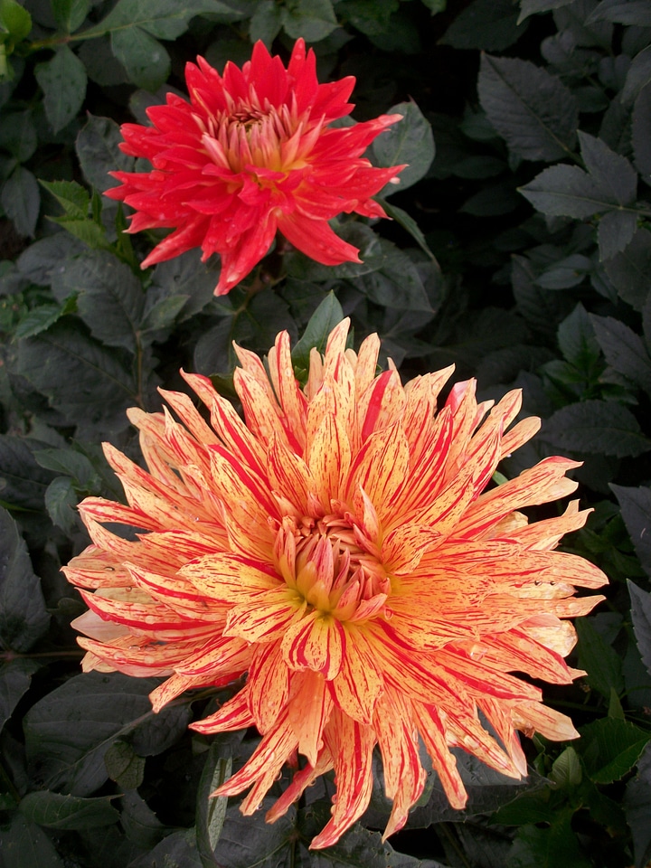 Jewelry dahlia flower autumn dahlia garden