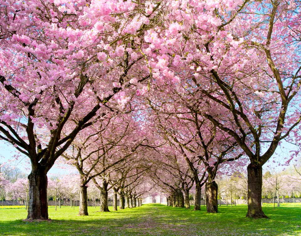Open pink flower alley