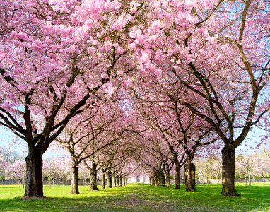 Open pink flower alley