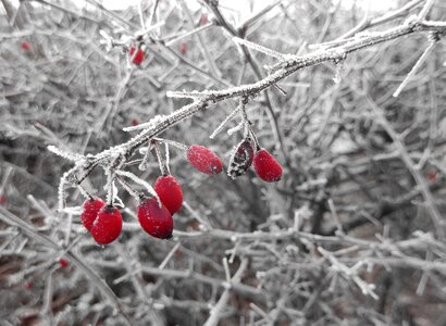 Wintry nature berry red
