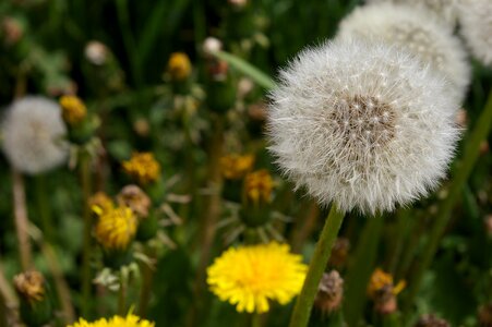 Nature green flower