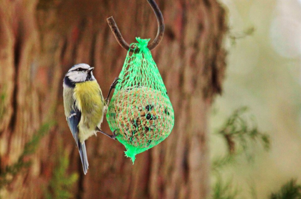 Animal nature small bird photo