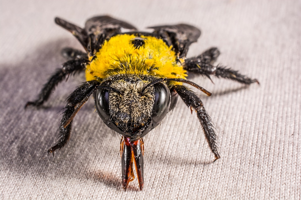 Fly whopper close up