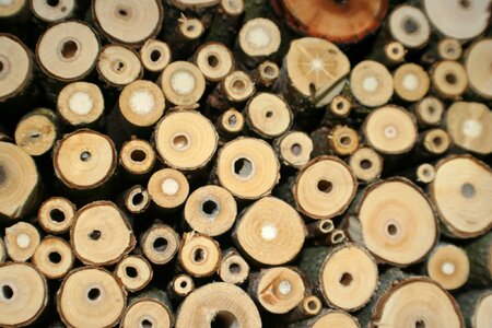 Bee hotel insect house wild bees photo