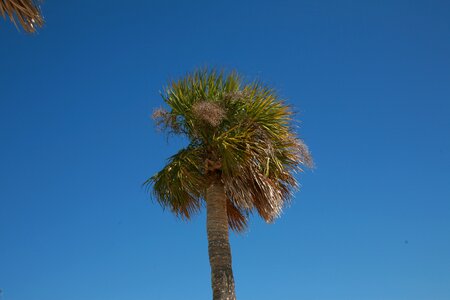 Florida tropical palm photo