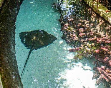 Underwater tropical nature