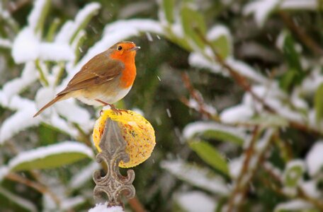 Foraging winter animal photo