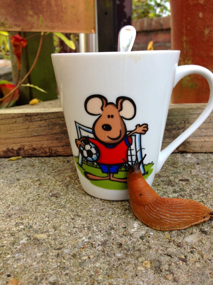 Coffee cup snail