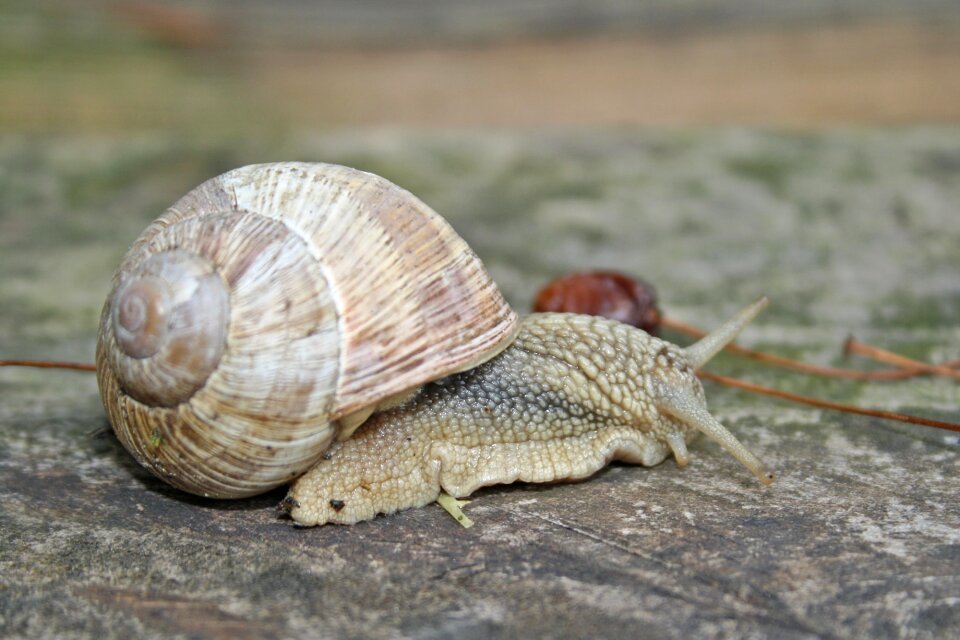 Snail animal Free photos