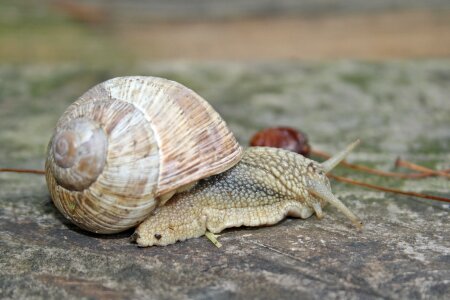 Snail animal Free photos