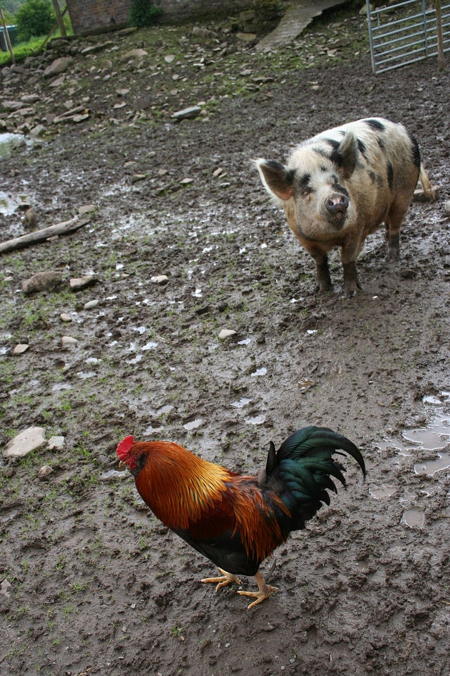 Mud animal agriculture