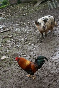 Mud animal agriculture