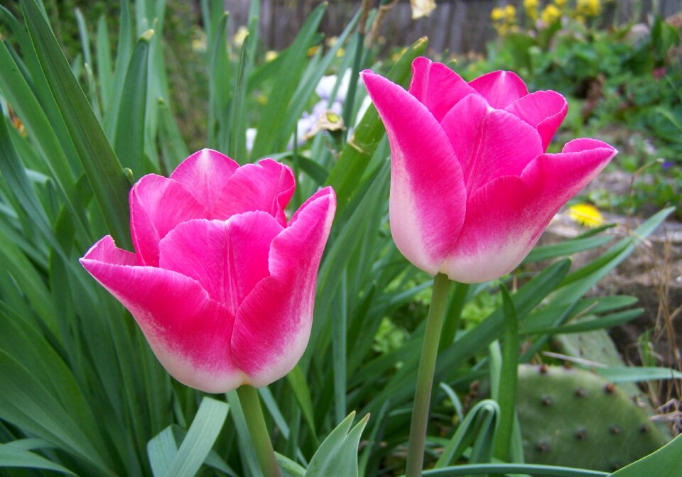 Tulip pinkish-white flower garden