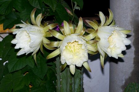 Cactus peruvian torch flower