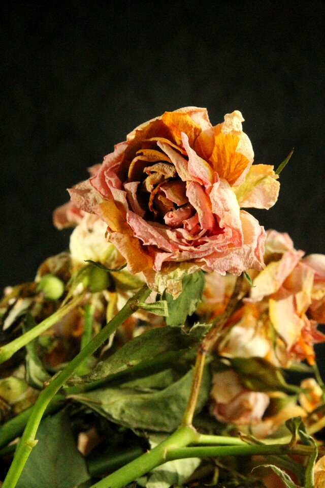 Bouquet dry petal