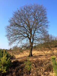 Heide aesthetic branches photo