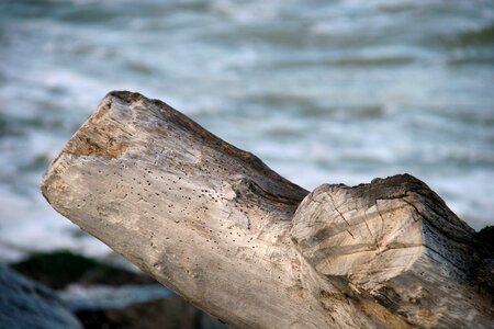 Sea wooden log old wood