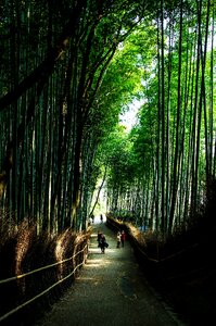 Bamboo green bamboo forest