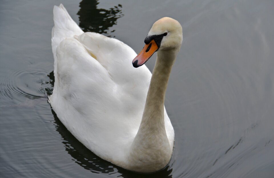 Nature wildlife wild
